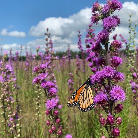 Meadow Blazing Star, Liatris Seeds - Packet image number null